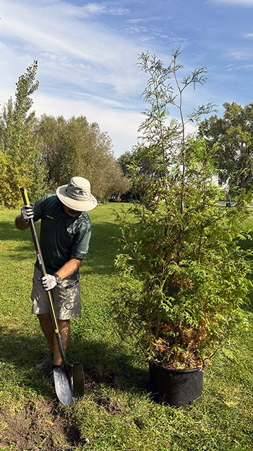 A man digging a hole to plant the tree next to him.