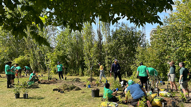 A group of people planting trees.