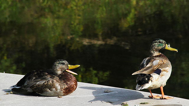 Sunbathing ducks 