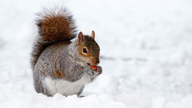 Écureuil mangeant dans la neige.