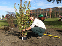 Plantation of Trees