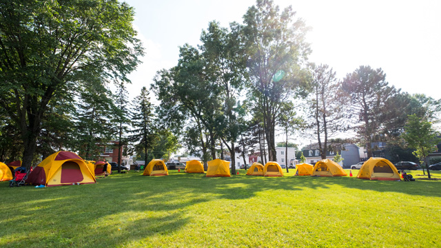 Several yellow tents pitched in the grass in front of mature trees.