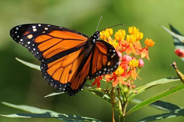 Papillon monarque sur fleur asclépiade.