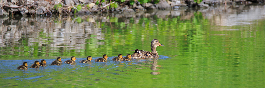 a duck and its ducklings on the Chambly canal