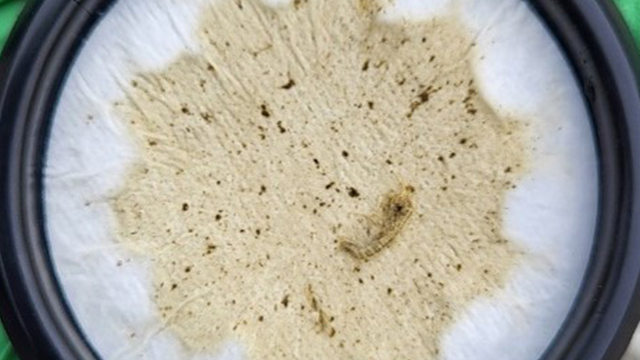 A sample of organic matter placed on a white filter