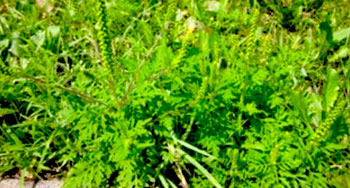Plant d'herbe à poux adulte