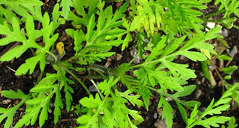 immature ragweed plant