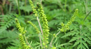 Herbe à poux en floraison