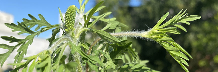 Herbe à poux