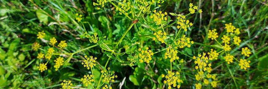 Wild parsnip