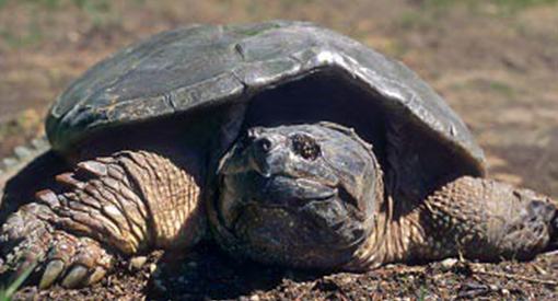 A big snapping turtle enjoying the sun 
