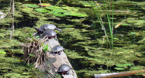 Plusieurs tortues sur un tronc d'arbre