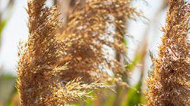 Phragmites plant in the wind