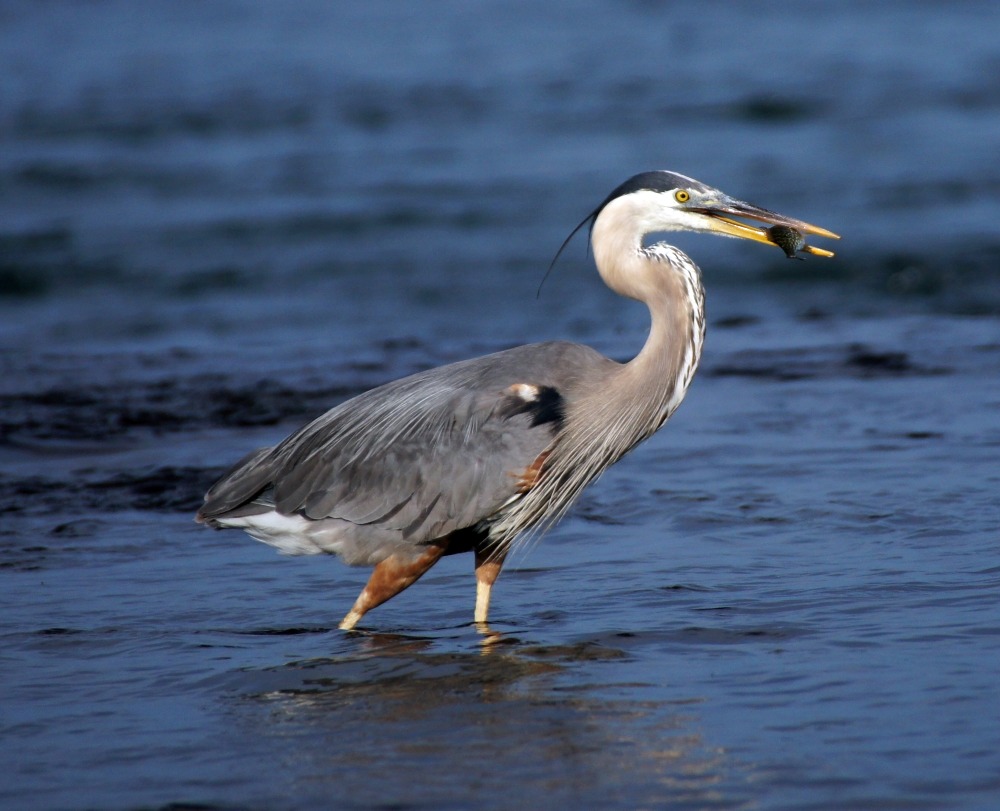A great heron fishes in the shallow water.