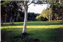 The Central Cemetery