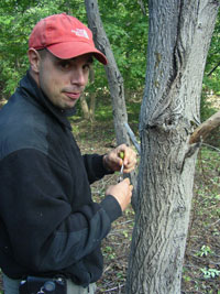 Monitoring of butternut – nut harvest