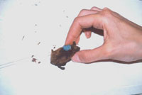 Installing a telemetry transmitter on a bat