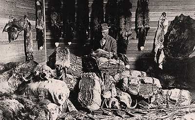 A old clerk working amongst hundreds of fur pelts