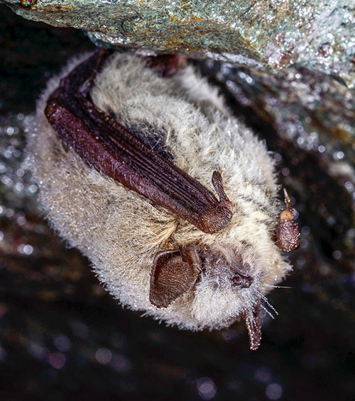 A bat hanging from a rock face