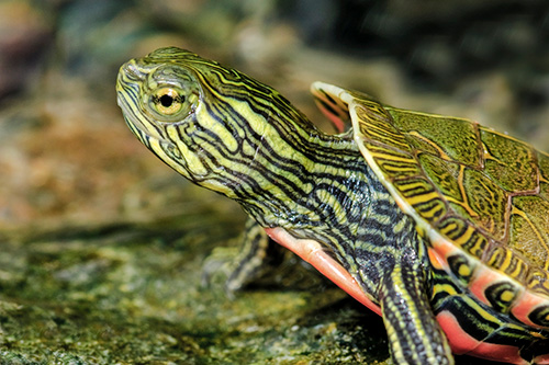 A painted turtle