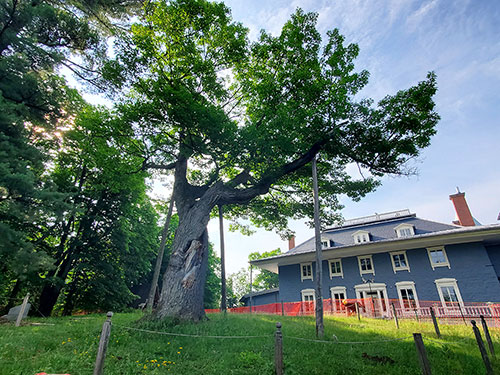 A majestic old oak tree in front of the Papineau manor