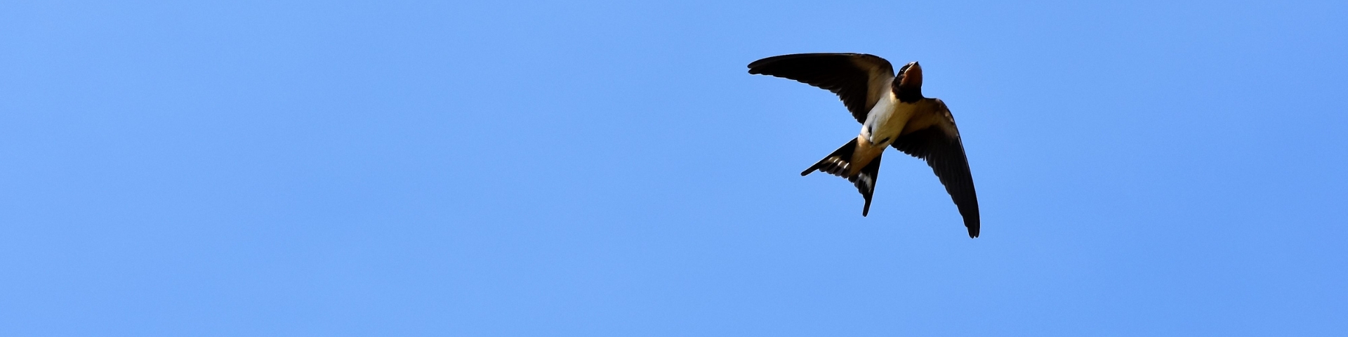 Cliff swallow