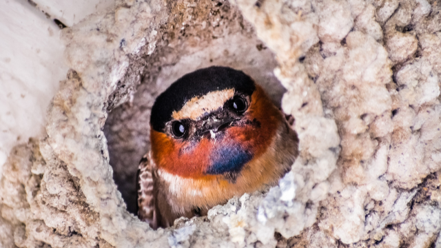 Cliff swallow