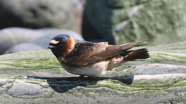 Cliff swallow in its mud nest.