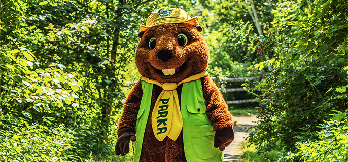 La mascotte de Parcs Canada, un castor en peluche tout souriant surnommé Parka, marche dans la forêt d’un parc national.