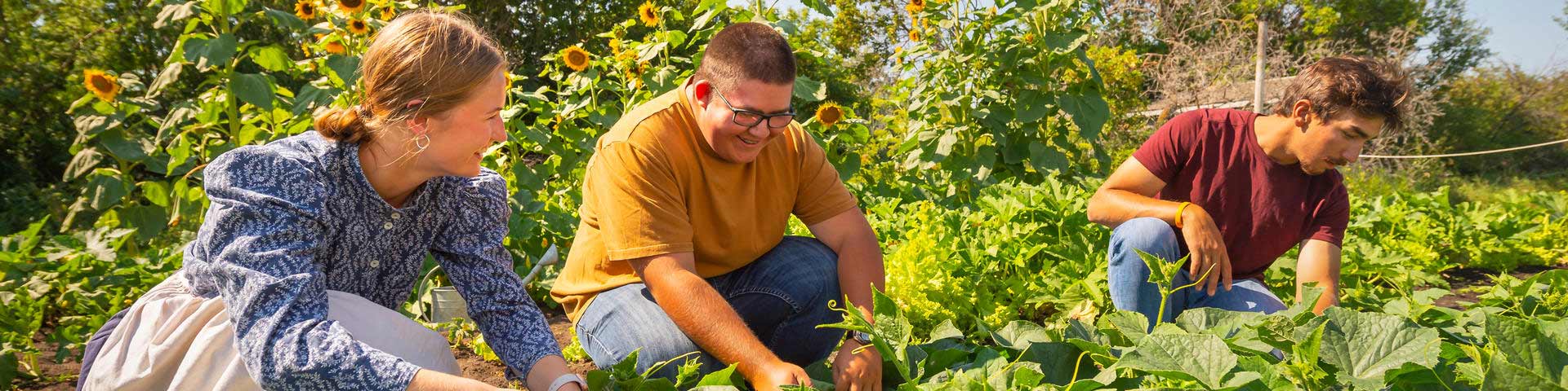 A Parks Canada interpreter and two visitors kneel down to pick vegetables from the garden.