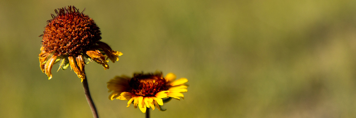 Gaillardia aristata