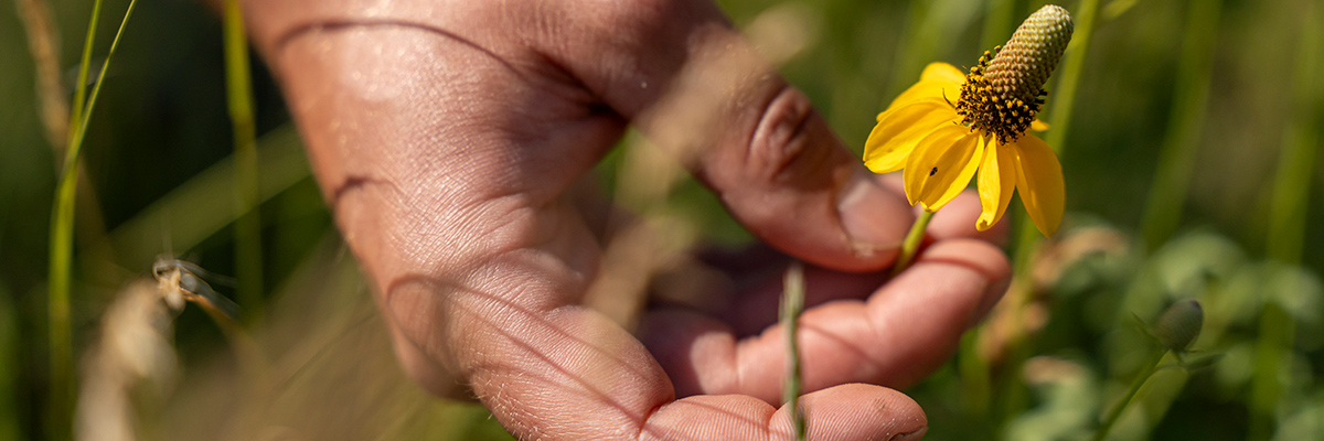 Close-up image of a hand holding a prairie coneflower.
