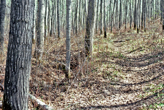 Pathway at Frenchman Butte