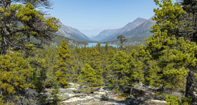 La forêt boréale subalpine