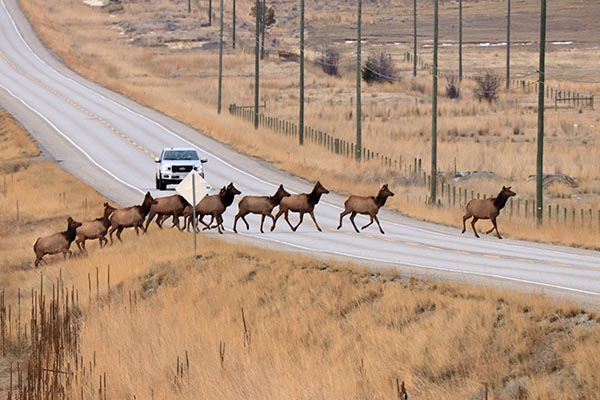 A group of ten elk crossing a two-lane road as a vehicle approaches
