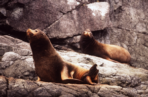 Steller Sea Lion