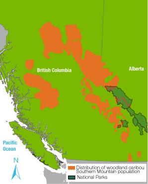 woodland caribou range