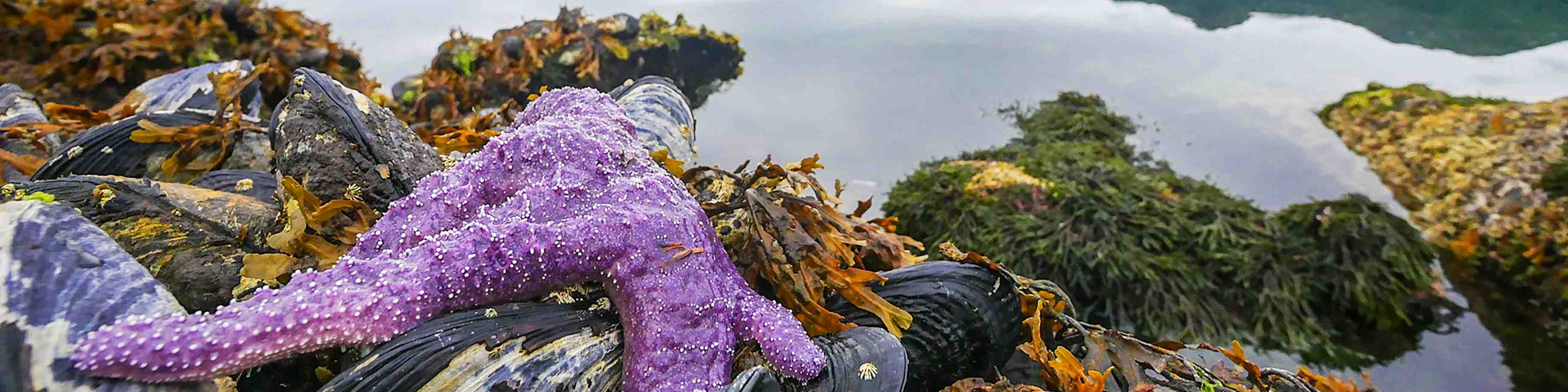 An intertidal scene from Gwaii Haanas including a purple sea star, mussels and kelp.