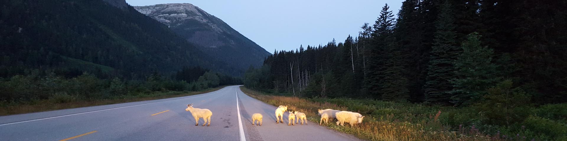 The headlights of a parked vehicle illuminate a herd of mountain goats on the side of an empty highway at dusk.