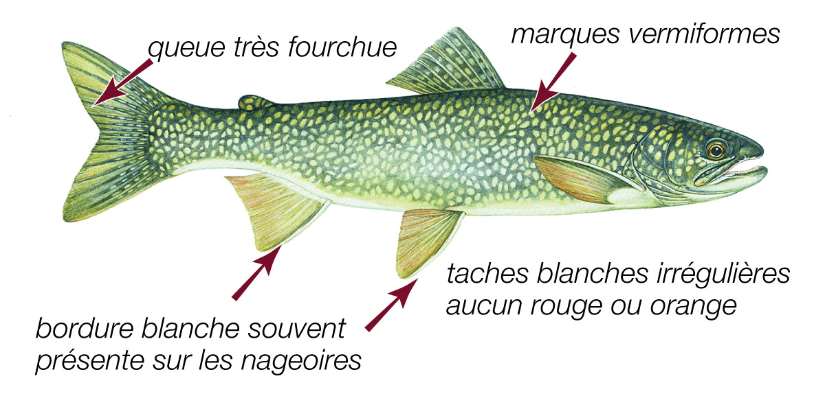 Touladi