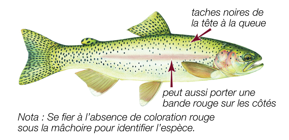 Truite arc en ciel