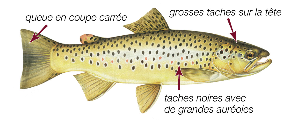 Truite brune
