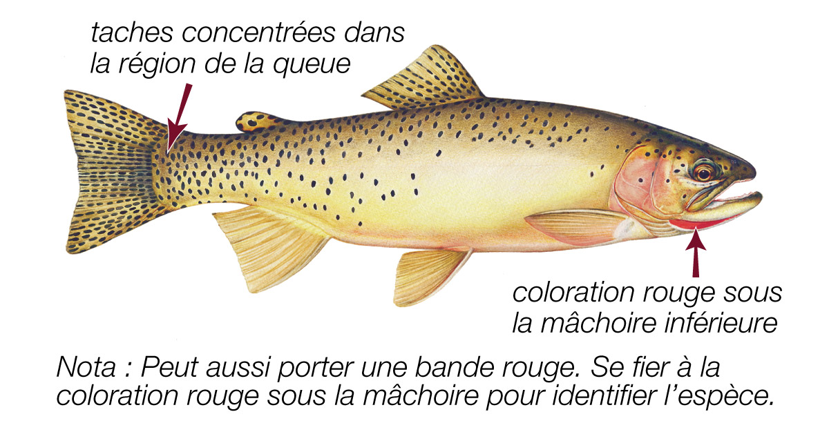Truite fardee versant ouest