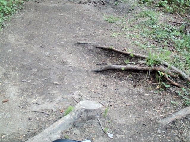 Roots sticking out of the ground on a trail