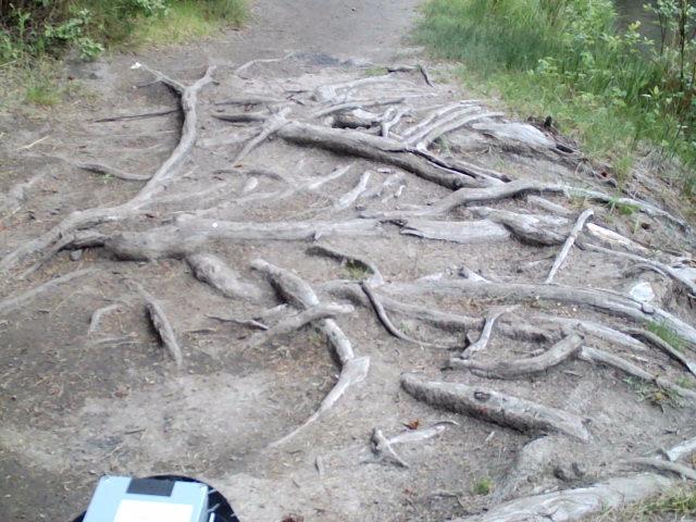 Root patch that makes the ground uneven