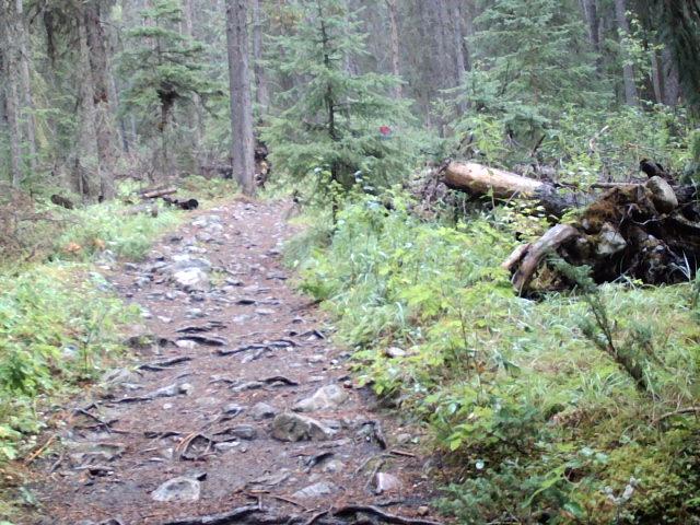 Rocks sticking out of the ground on a trail