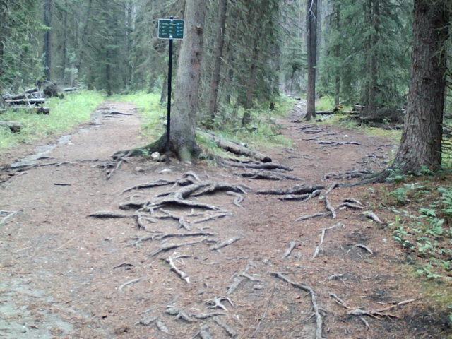 Root patch that makes the ground uneven