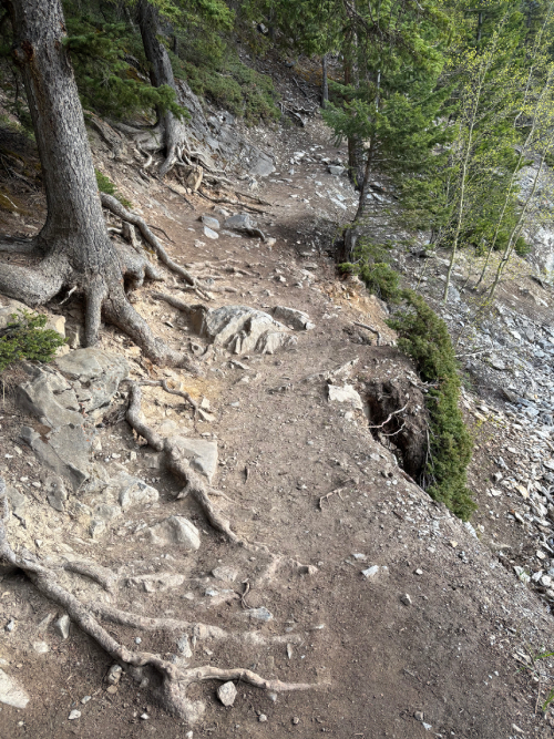 roots and rocks sticking out onto a trail