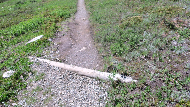 Fallen log that requires a step 18 cm high