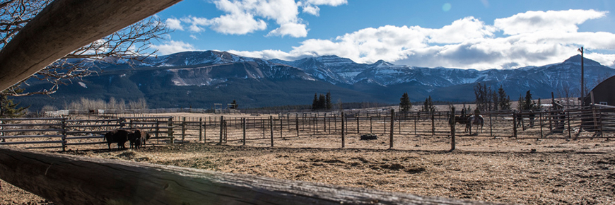 Ranch Ya Ha Tinda - Parc National Banff